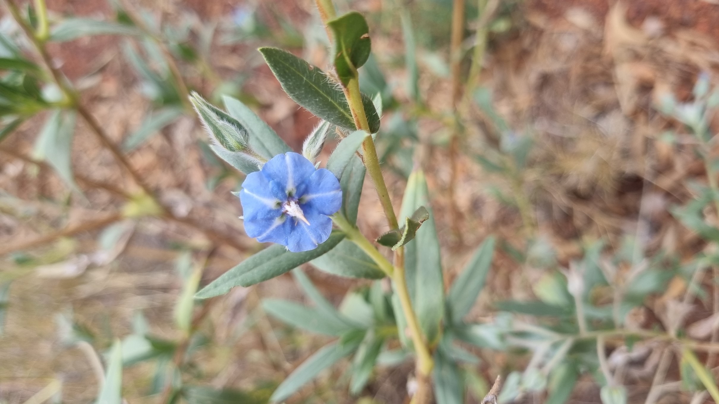 zeylanicum